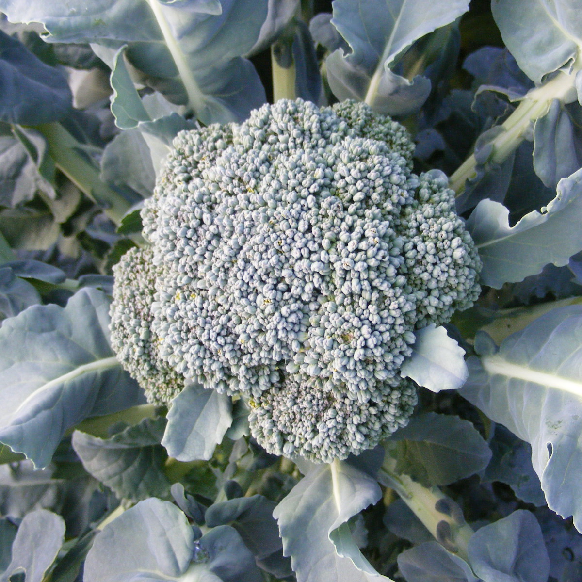 brocoli - a jets verts calabrais.jpg