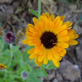 calendula.jpg